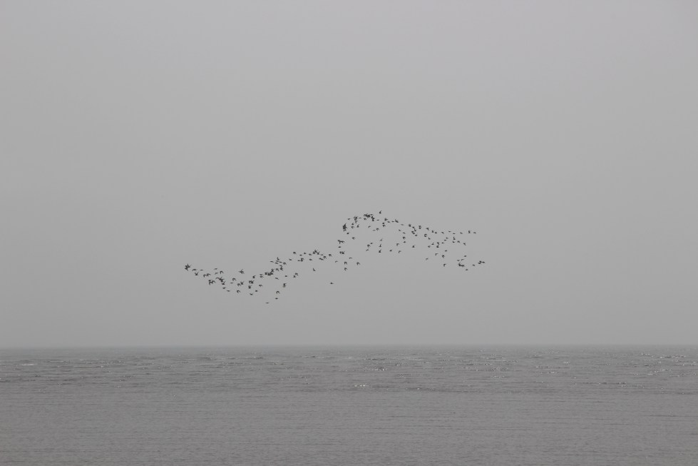 Photo 5 - shorebirds in flight, Yalujiang Nature Reserve, China April 2016