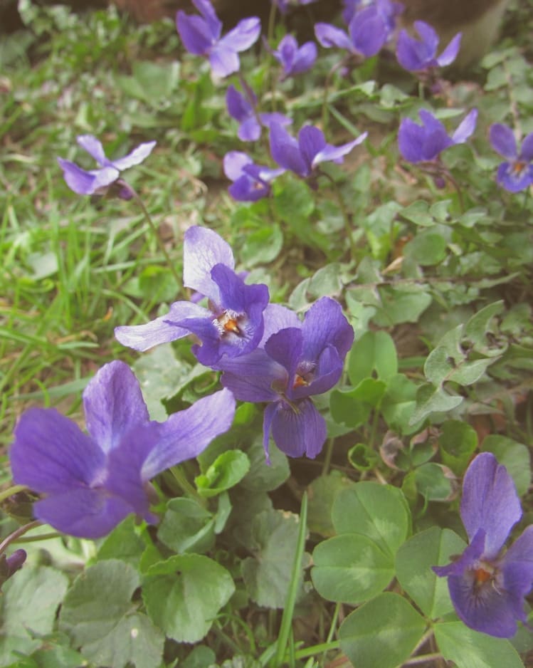 50703208_124432352033249_6347564438138365562_n